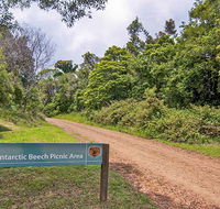 Antarctic Beech picnic area - Holiday Jervis Bay