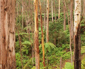 Cycle Mogo State Forest - Holiday Jervis Bay 1