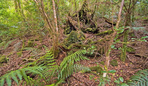Falcorostrum Loop Walking Track - Holiday Jervis Bay 1