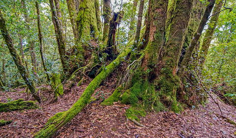 Falcorostrum Loop Walking Track - Holiday Jervis Bay 3