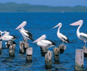 Walpole-Nornalup Inlets - Holiday Jervis Bay 1