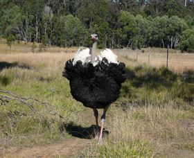 Glen Ian Ostrich And Emu Farm - Holiday Jervis Bay 1