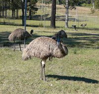 Glen Ian Ostrich and Emu Farm - Holiday Jervis Bay