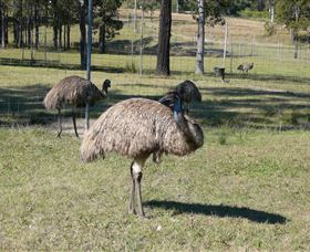 Glen Ian Ostrich And Emu Farm - Holiday Jervis Bay 0