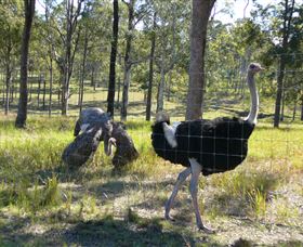 Glen Ian Ostrich And Emu Farm - Holiday Jervis Bay 2