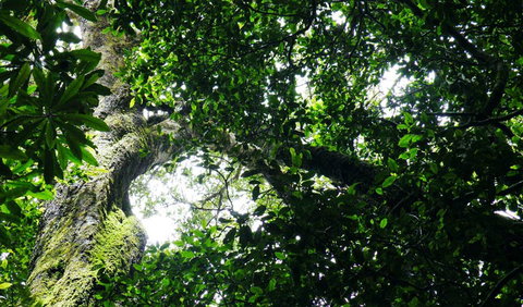 Wollumbin National Park - Holiday Jervis Bay 1