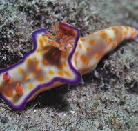 Curtain Artificial Reef Dive Site - Holiday Jervis Bay