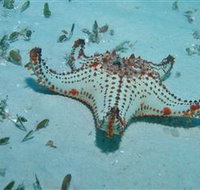 The Pines Dive Site - Holiday Jervis Bay