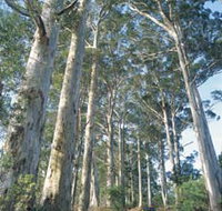 The Great Forest Trees Drive - Holiday Jervis Bay