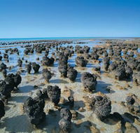 Hamelin Pool Stromatolites - Holiday Jervis Bay