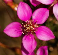 Flora - Holiday Jervis Bay
