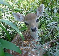 Mesopotamia Lodge Deer Park