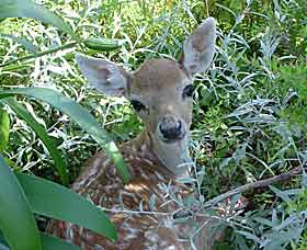 Mesopotamia Lodge Deer Park - Holiday Jervis Bay 0