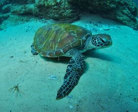 Manta Bommie Dive Site - Holiday Jervis Bay 3