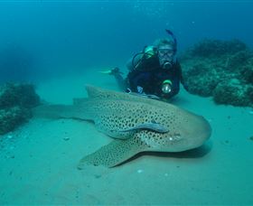Manta Bommie Dive Site - Holiday Jervis Bay 1