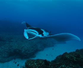 Manta Bommie Dive Site - Holiday Jervis Bay 2