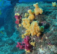 Shag Rock Dive Site - Holiday Jervis Bay