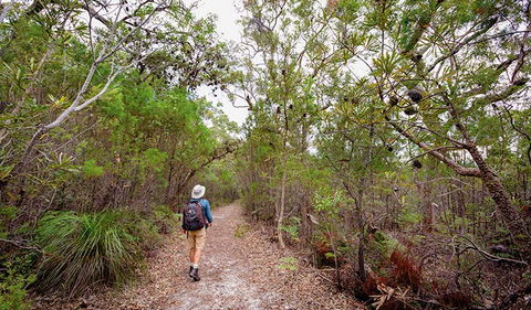 Angophora Grove Walking Track - Holiday Jervis Bay 1