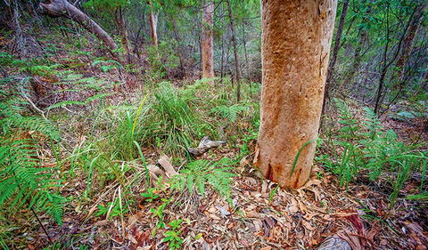 Angophora Grove Walking Track - Holiday Jervis Bay 2