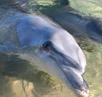 Dolphins of Monkey Mia - Holiday Jervis Bay