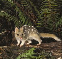 Tarkine Forest Reserve - Holiday Jervis Bay