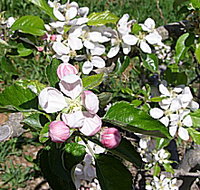 Avro Park Orchards - Holiday Jervis Bay