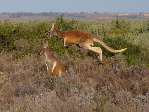 Echidna Walkabout Nature Tours - Holiday Jervis Bay 11