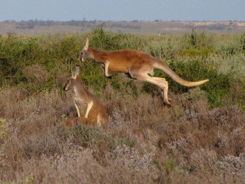 Echidna Walkabout Nature Tours - Holiday Jervis Bay 13