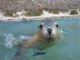 Calypso Star Charters - Holiday Jervis Bay 0