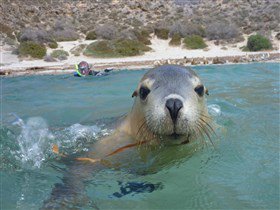 Calypso Star Charters - Holiday Jervis Bay 1