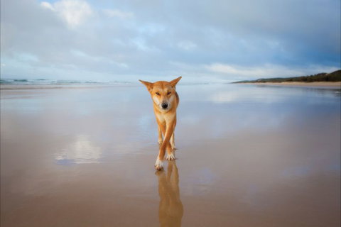 Fraser Island Adventure Tours - Holiday Jervis Bay 3