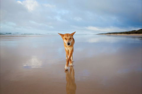 Fraser Island Adventure Tours - Holiday Jervis Bay 9