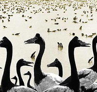 Tin Shed Art Gallery - Holiday Jervis Bay