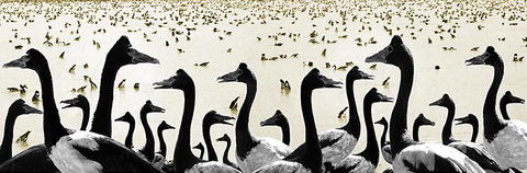 Tin Shed Art Gallery - Holiday Jervis Bay 0