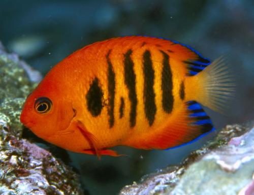 Stratford QLD Holiday Jervis Bay