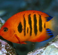 Cairns Marine - Holiday Jervis Bay