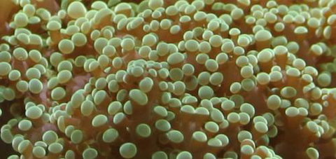 River To Reef Aquarium - Holiday Jervis Bay 0