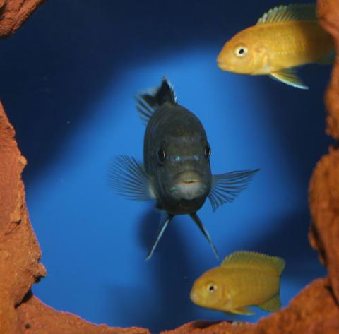 River To Reef Aquarium - Holiday Jervis Bay 1