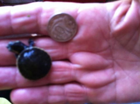 Hurley’s Aquariums - Holiday Jervis Bay 0