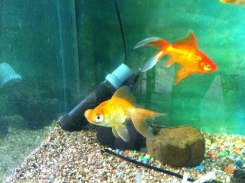 Hurley’s Aquariums - Holiday Jervis Bay 2