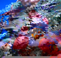 Tropical Marine Centre - Holiday Jervis Bay