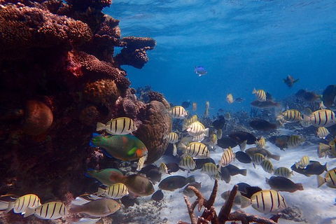 Lagoon Explorer - Ningaloo Reef Full-Day Kayaking And Snorkeling Adventure - Holiday Jervis Bay 6