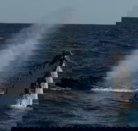 Perth Whale-Watching Cruise from Hillarys Boat Harbour - Holiday Jervis Bay