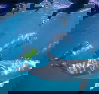 Swim with Wild Dolphins - Holiday Jervis Bay