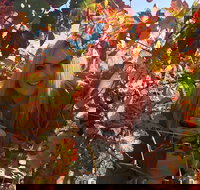 Swan Valley Winery Experience - Full Day Coach Tour - Holiday Jervis Bay