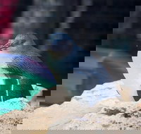 Full-Day Penguin Island  Mandurah Canal Cruise - Holiday Jervis Bay