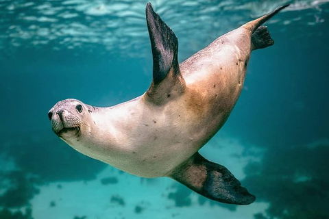 Carnac Island Half Day Sail - Holiday Jervis Bay 0