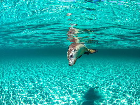 Carnac Island Half Day Sail - Holiday Jervis Bay 7