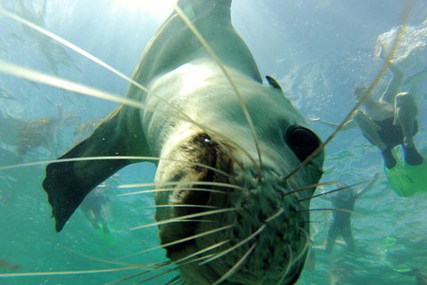 Carnac Island Half Day Sail - Holiday Jervis Bay 6