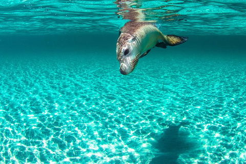 Carnac Island Half Day Sail - Holiday Jervis Bay 10